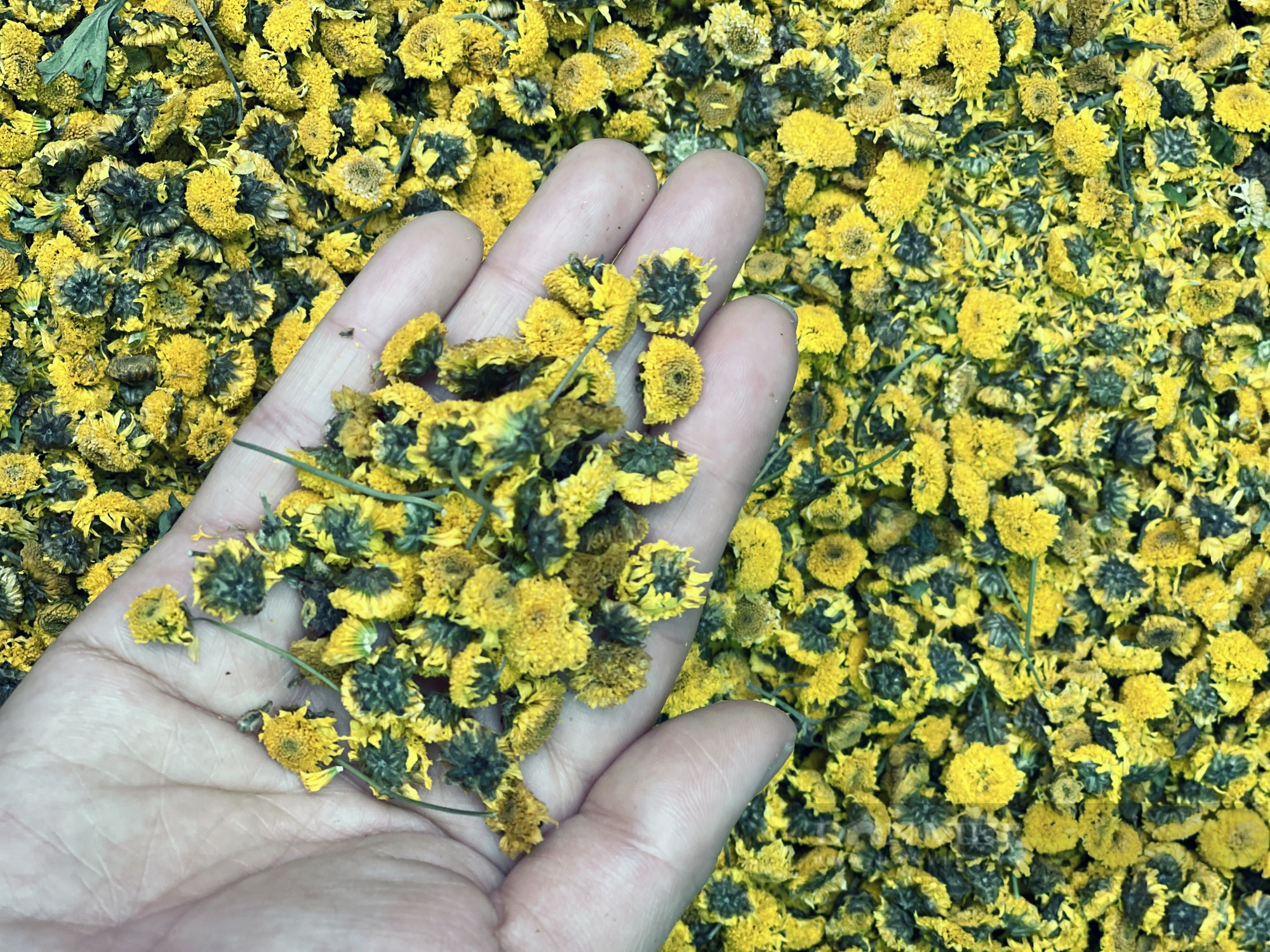 Trồng hoa có mùi thơm dịu, là loại thuốc quý, nữ tỷ phú Hưng Yên thu nhập 2 tỷ/năm từ nghề truyền thống - Ảnh 3.