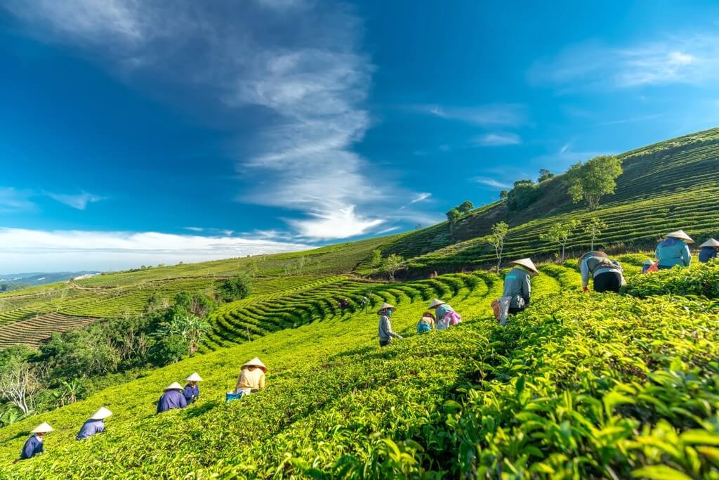 Những nương chè mặn chát, ngọt bùi ở Tân Cương Những nương chè mặn chát, ngọt bùi ở Tân Cương