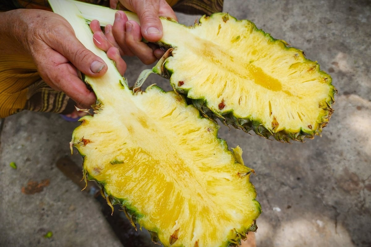 Nhờ canh tác hữu cơ, khóm không chỉ có chất lượng tốt, năng suất cao hơn mà còn tăng được thời gian bảo quản. Ảnh: Kim Anh. Nhờ canh tác hữu cơ, khóm không chỉ có chất lượng tốt, năng suất cao hơn mà còn tăng được thời gian bảo quản. Ảnh: Kim Anh.