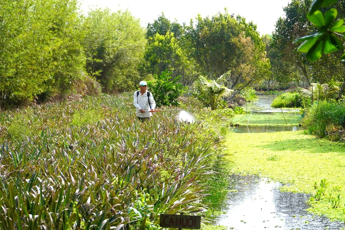 Phía trên trồng khóm hữu cơ, bên dưới nuôi ốc, mô hình này đang tạo ra hướng canh tác bền vững cho nông dân Hỏa Tiến. Ảnh: Kim Anh. Phía trên trồng khóm hữu cơ, bên dưới nuôi ốc, mô hình này đang tạo ra hướng canh tác bền vững cho nông dân Hỏa Tiến. Ảnh: Kim Anh.