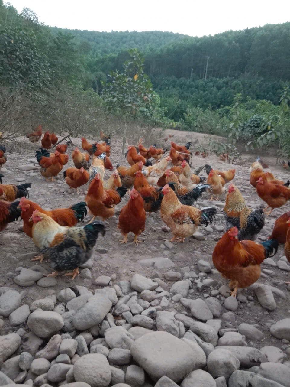 Thu tiền tỷ từ gà đặc sản 6 ngón Mẫu Sơn - Ảnh 3.