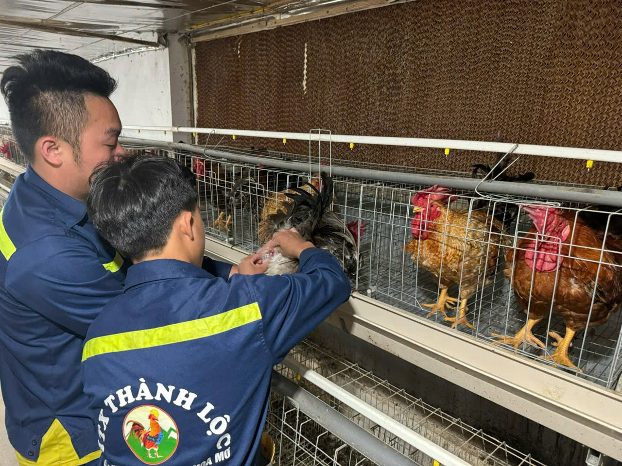 Thu tiền tỷ từ gà đặc sản 6 ngón Mẫu Sơn - Ảnh 5.
