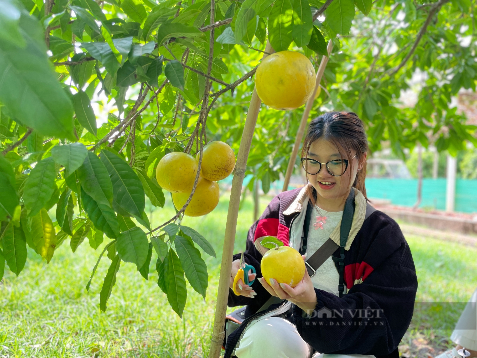 Trải nghiệm vườn trái cây rộng 5ha giữa Sài Gòn, khách thích thú được ăn hồng, vú sữa lạ - Ảnh 4.