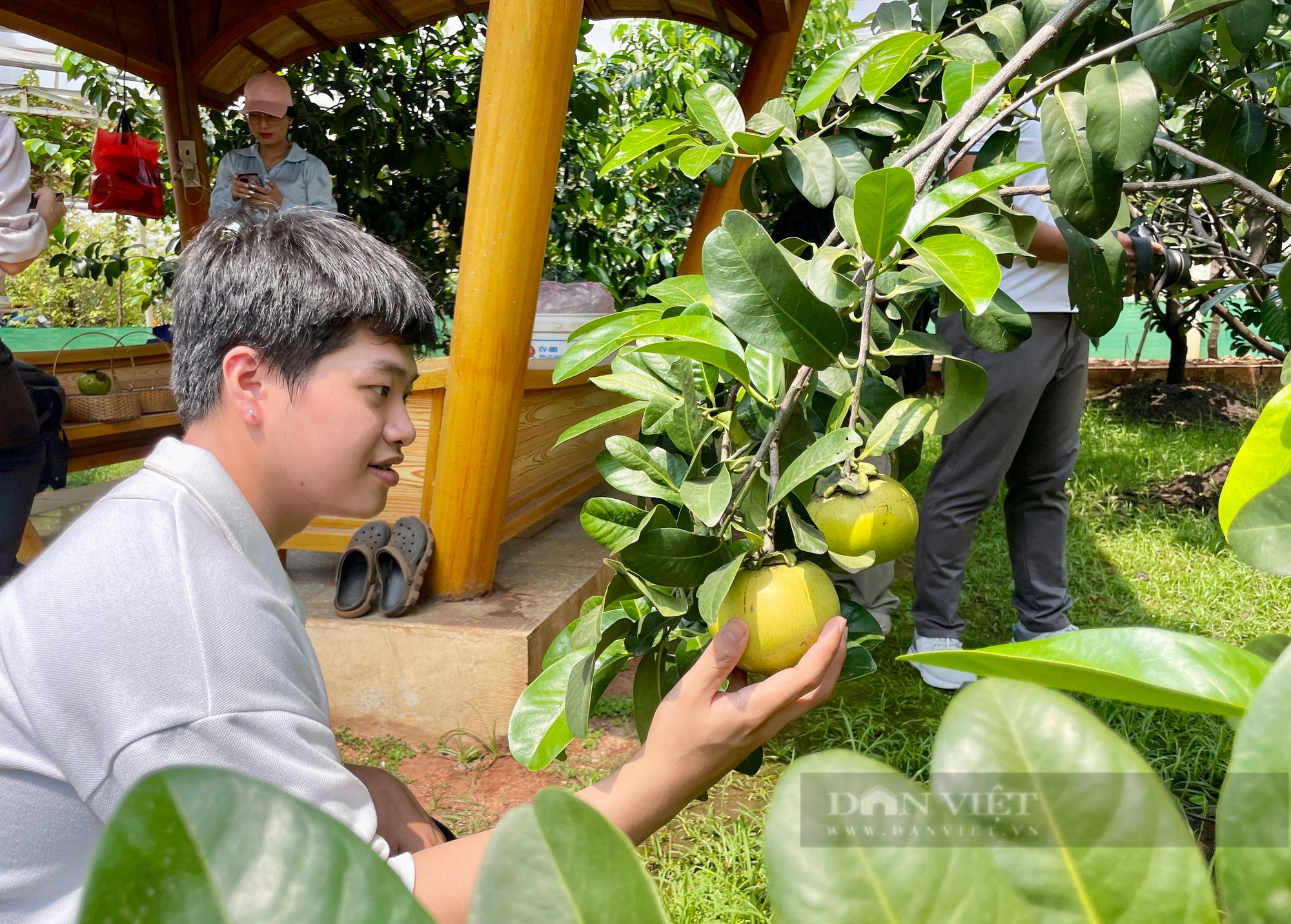 Trải nghiệm vườn trái cây rộng 5ha giữa Sài Gòn, khách thích thú được ăn hồng, vú sữa lạ - Ảnh 9.