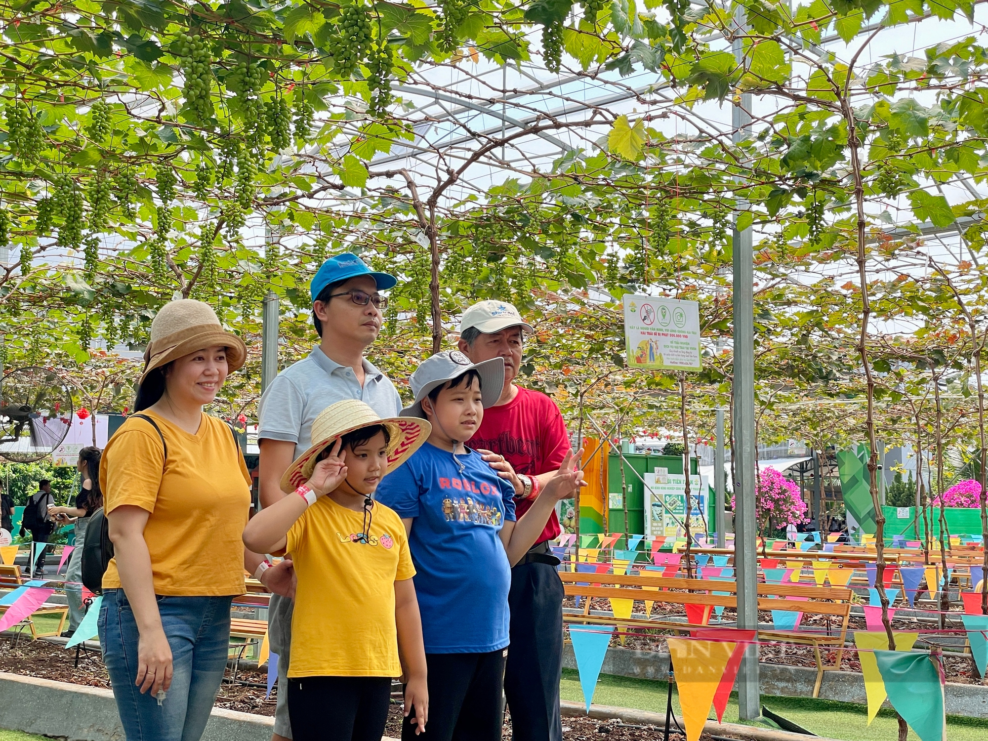 Trải nghiệm vườn trái cây rộng 5ha giữa Sài Gòn, khách thích thú được ăn hồng, vú sữa lạ - Ảnh 10.