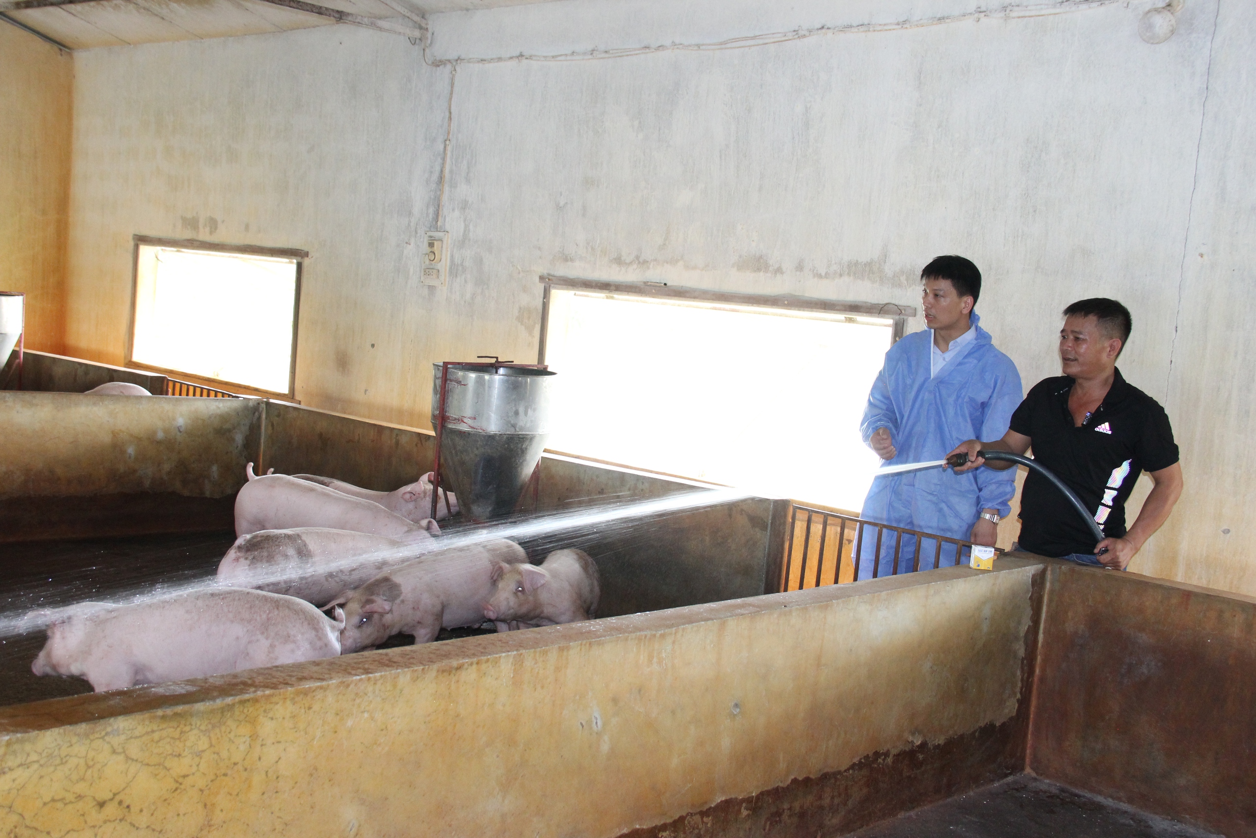 Giá lợn hơi ngày 29/3 tiếp tục giảm trên cả nước, Hà Nội, Bắc Giang, Hải Dương còn bao nhiêu lợn? - Ảnh 2.