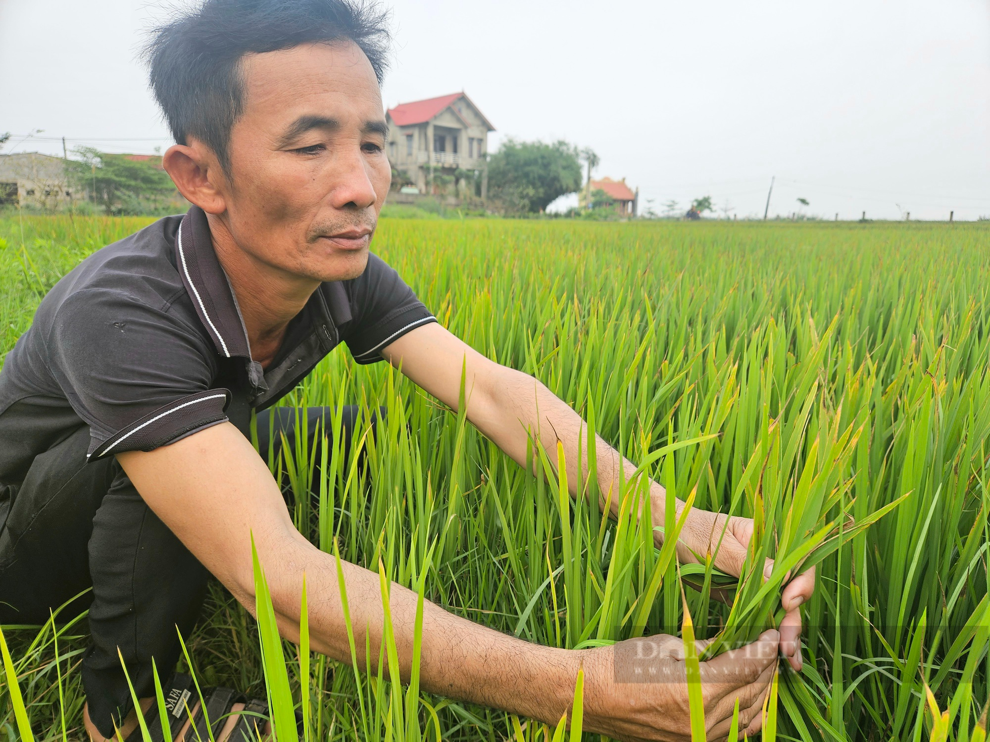 Nông dân Quảng Bình lo lắng khi lúa bỗng vàng lá, khô dần, ngành chức năng rốt ráo vào cuộc - Ảnh 2.