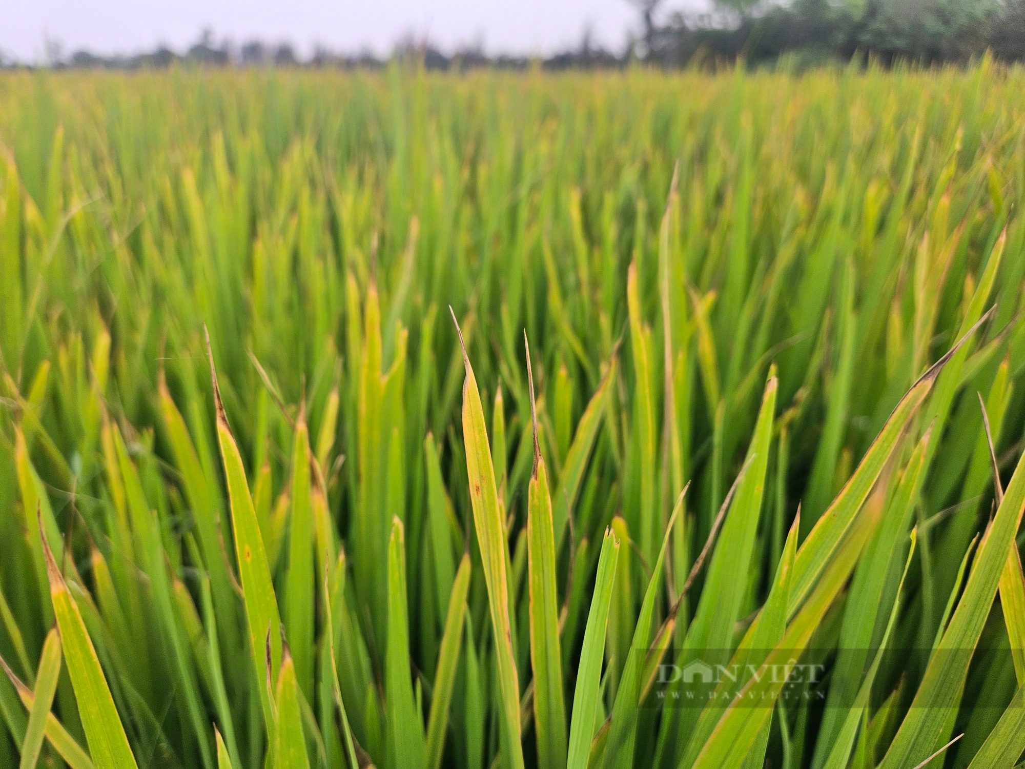 Nông dân Quảng Bình lo lắng khi lúa bỗng vàng lá, khô dần, ngành chức năng rốt ráo vào cuộc - Ảnh 3.