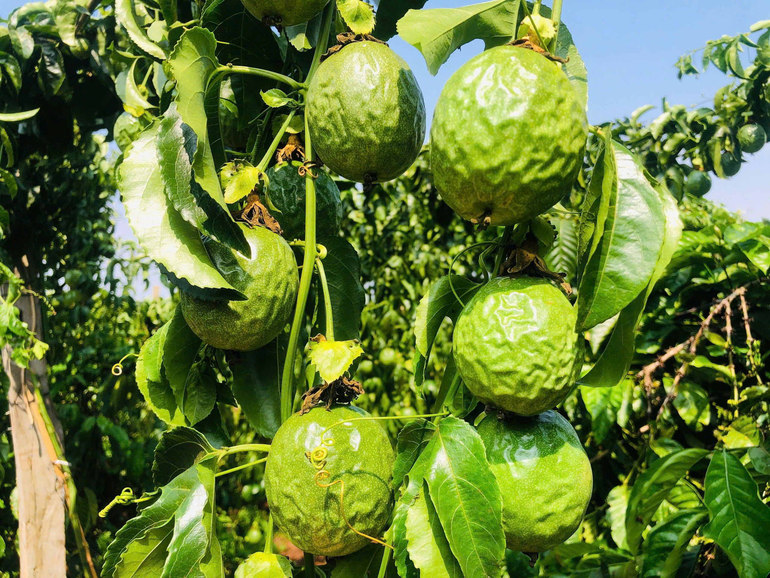 Gia Lai: Xót xa vườn chanh dây sát ngày thu hoạch bị chặt phá trong đêm - Ảnh 2.