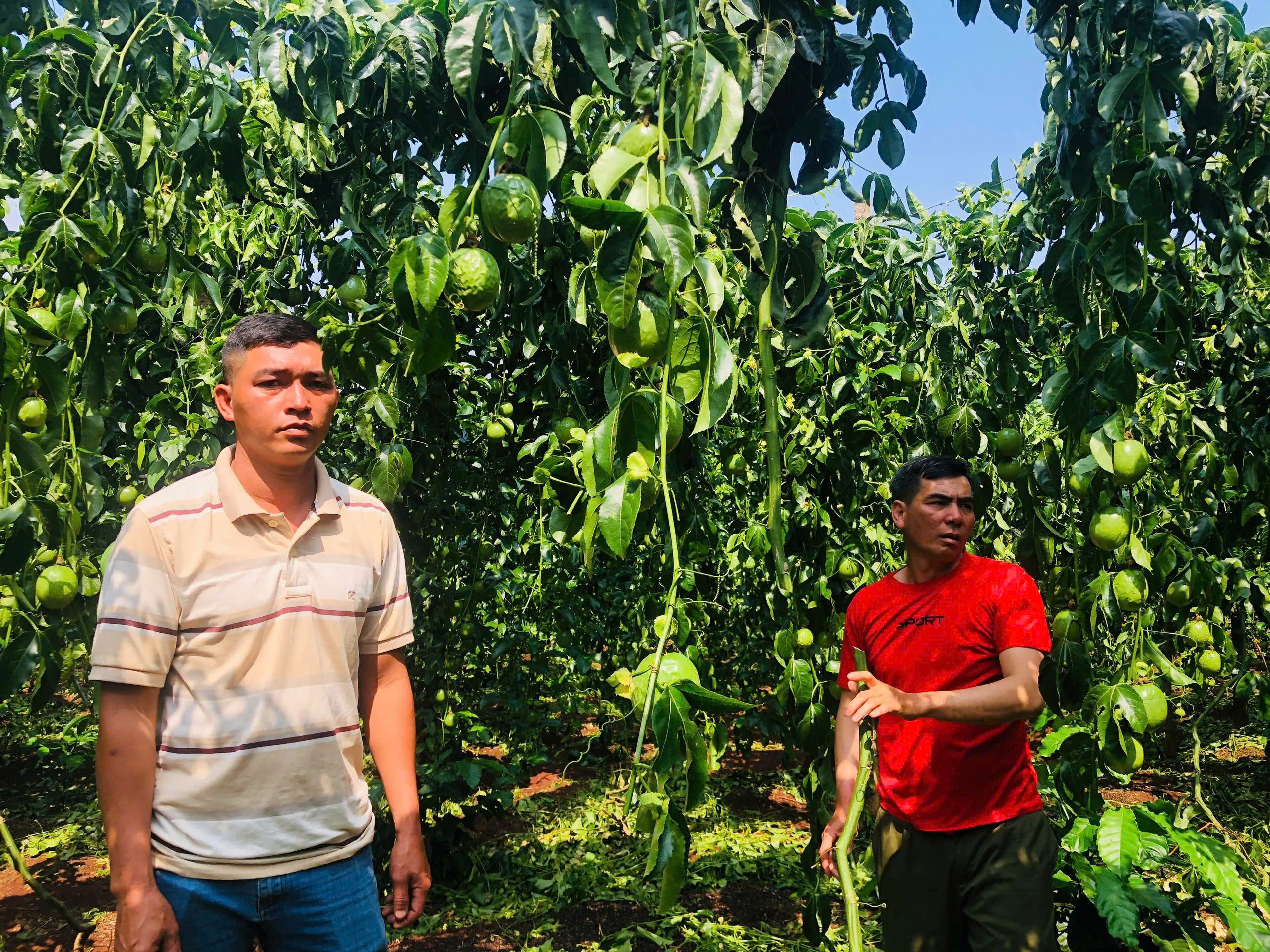 Gia Lai: Xót xa vườn chanh dây sát ngày thu hoạch bị chặt phá trong đêm - Ảnh 4.