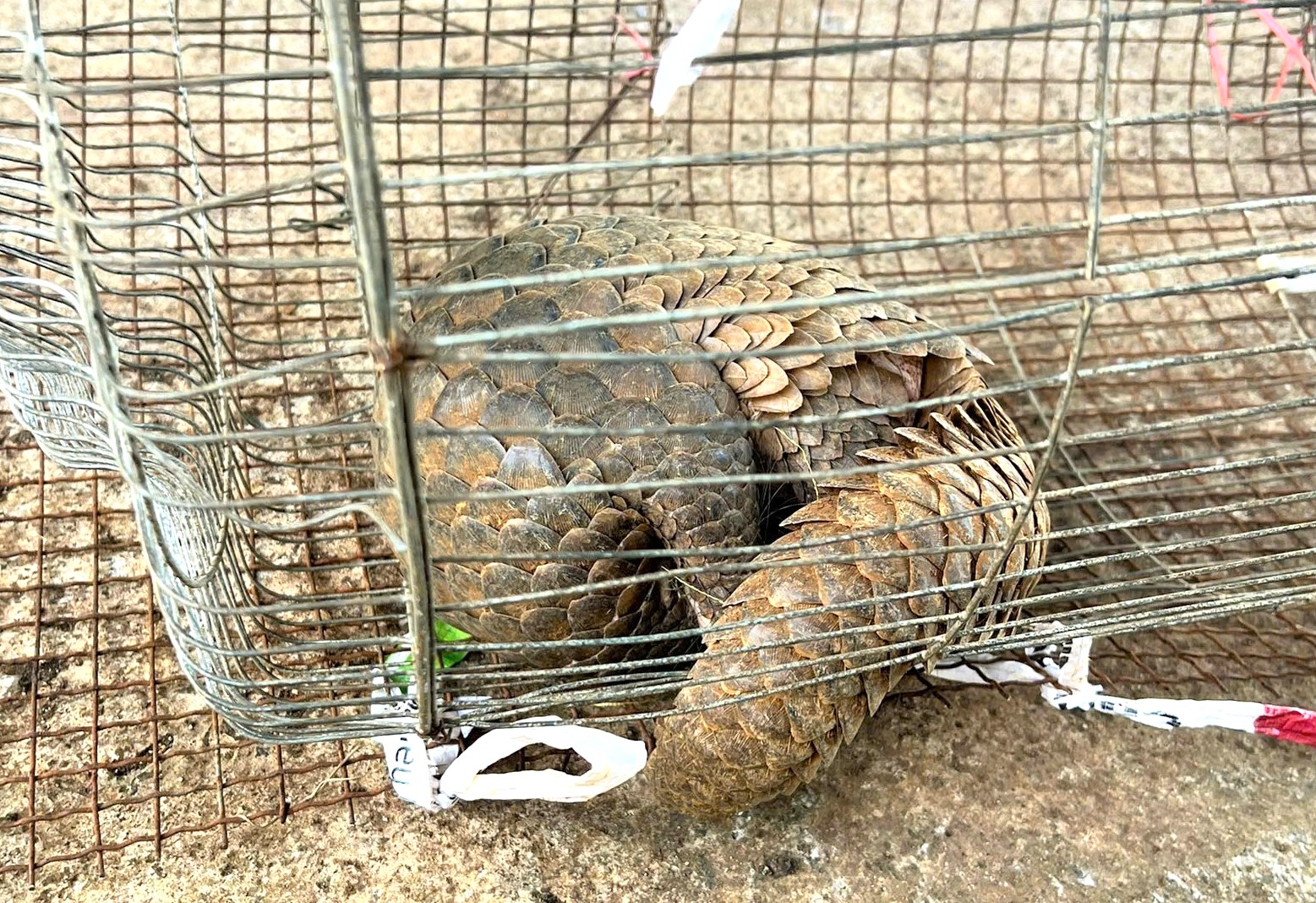 Phát hiện con động vật hoang dã bò từ vườn rau vào nhà, lão nông bắt nộp ngành chức năng - Ảnh 2.