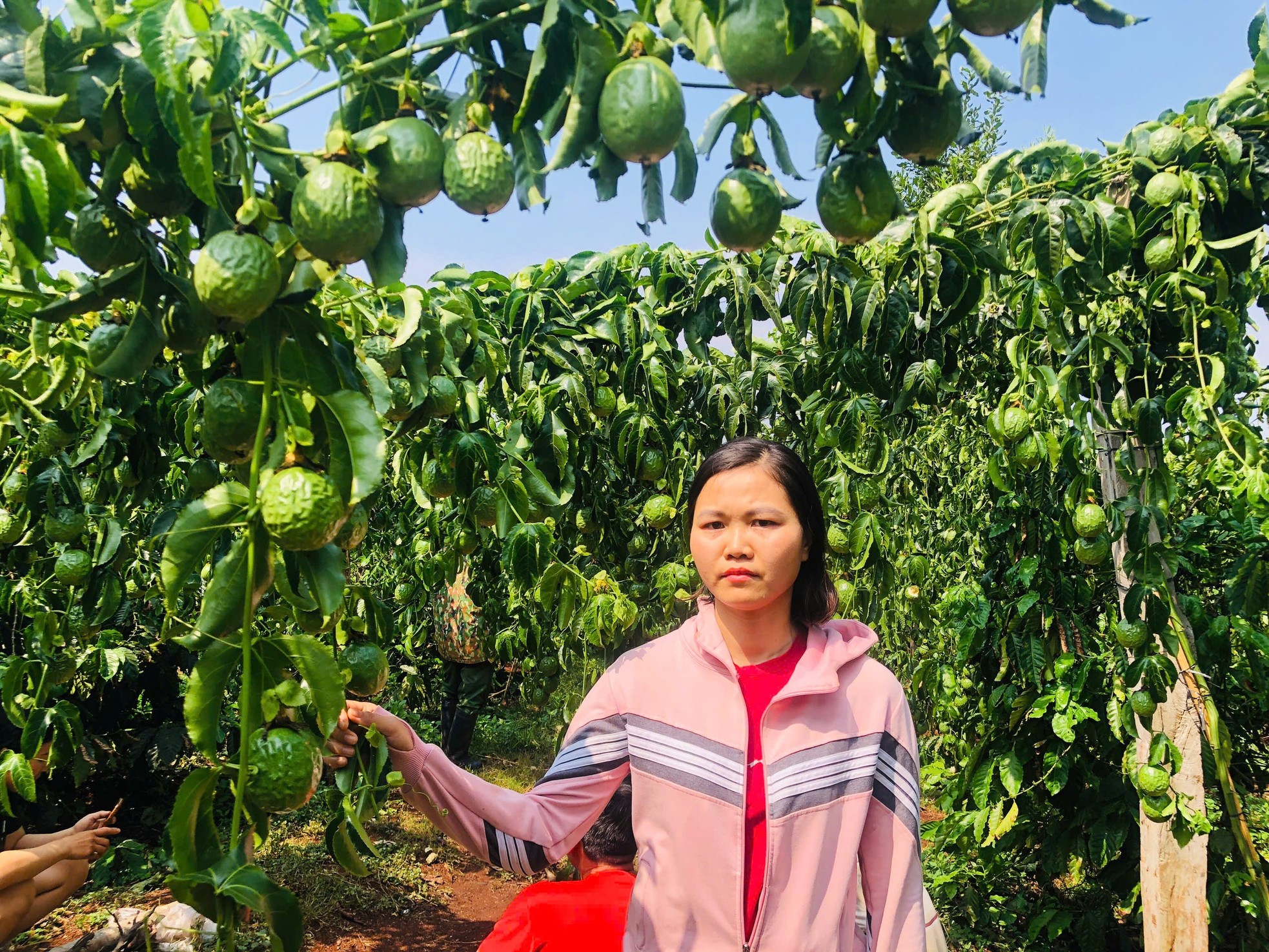 Người đàn ông ứa nước mắt thấy cả vườn chanh dây sắp thu hoạch bị chặt đứt gốc ảnh 2