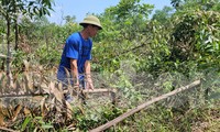 Công an vào cuộc điều tra vụ rừng keo 3000 cây của lão nông nghi bị chặt phá