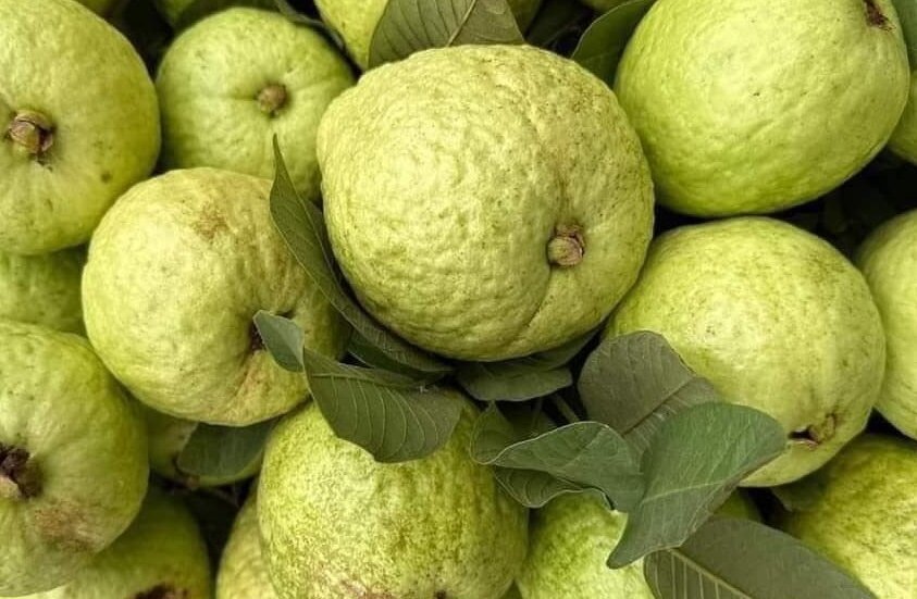 Ăn ổi hàng ngày đúng cách thì mới có thể hỗ trợ cân bằng đường huyết. Ảnh: Kiều Vũ