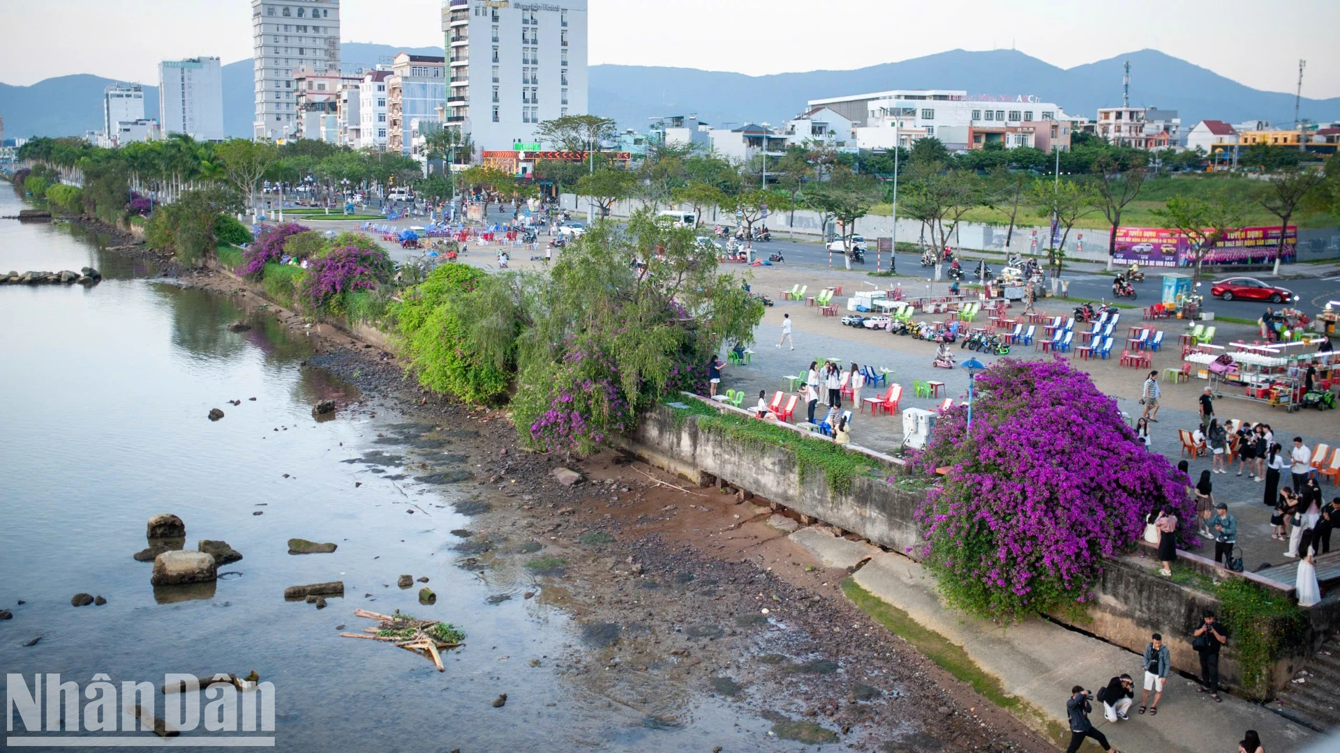 [Ảnh] Sông Hàn Đà Nẵng thơ mộng với "cơn sốt" hoa giấy tháng 3 ảnh 1