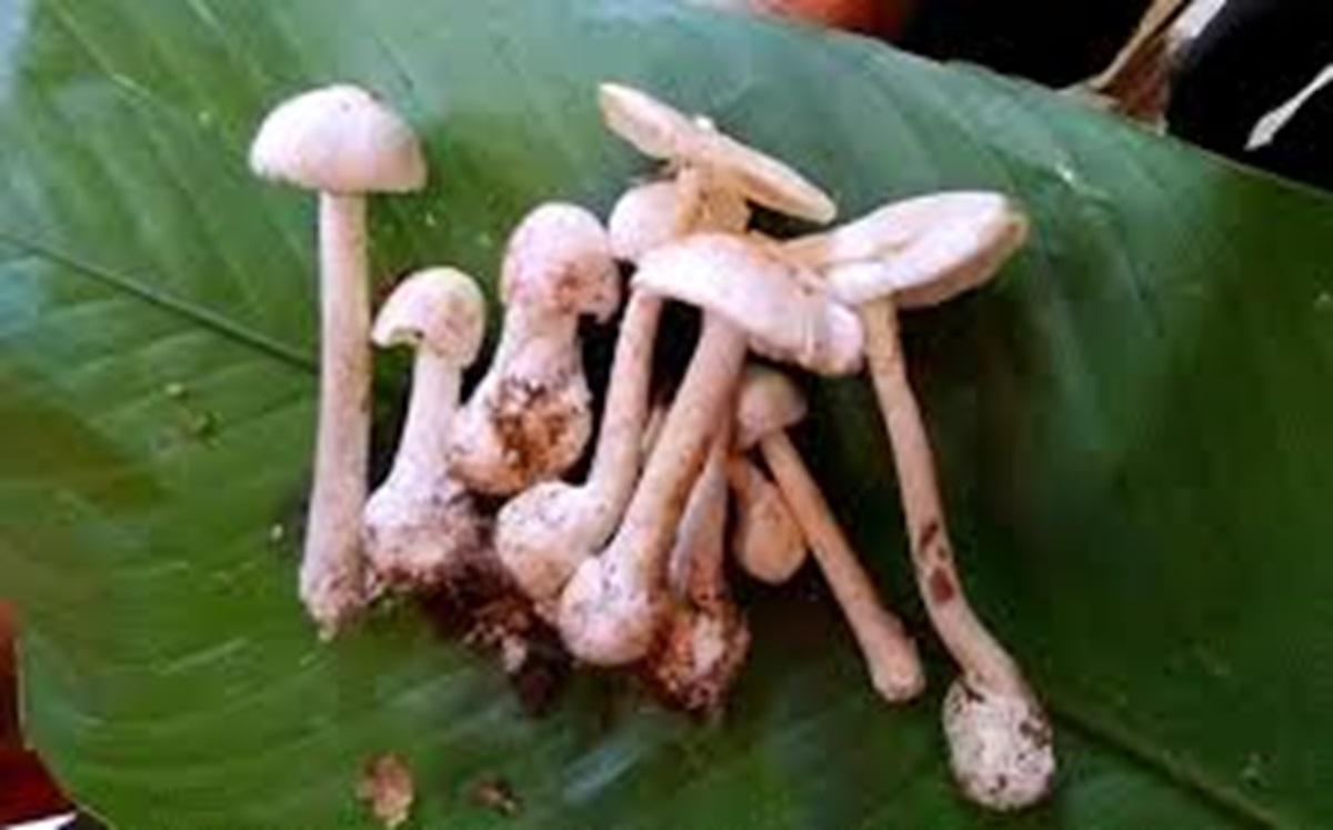 Cặp vợ chồng tử vong sau ăn canh nấm hái trong rừng- Ảnh 1. Cặp vợ chồng tử vong sau ăn canh nấm hái trong rừng- Ảnh 1.