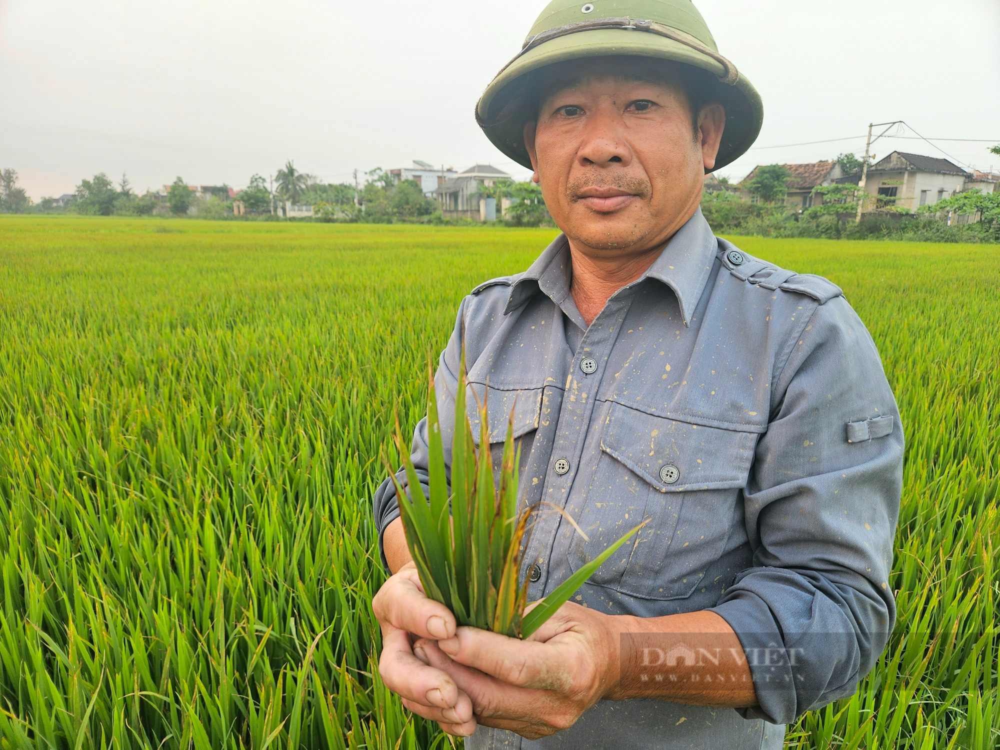 Nông dân Quảng Bình lo lắng khi lúa bỗng vàng lá, khô dần, ngành chức năng rốt ráo vào cuộc - Ảnh 1.