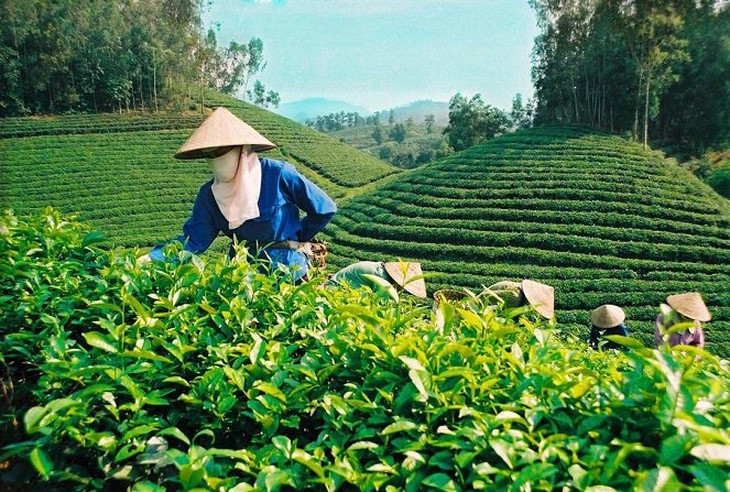Công ty chè Biển Hồ phá hàng trăm ha để trồng cà phê vì thua lỗ - Ảnh 5.