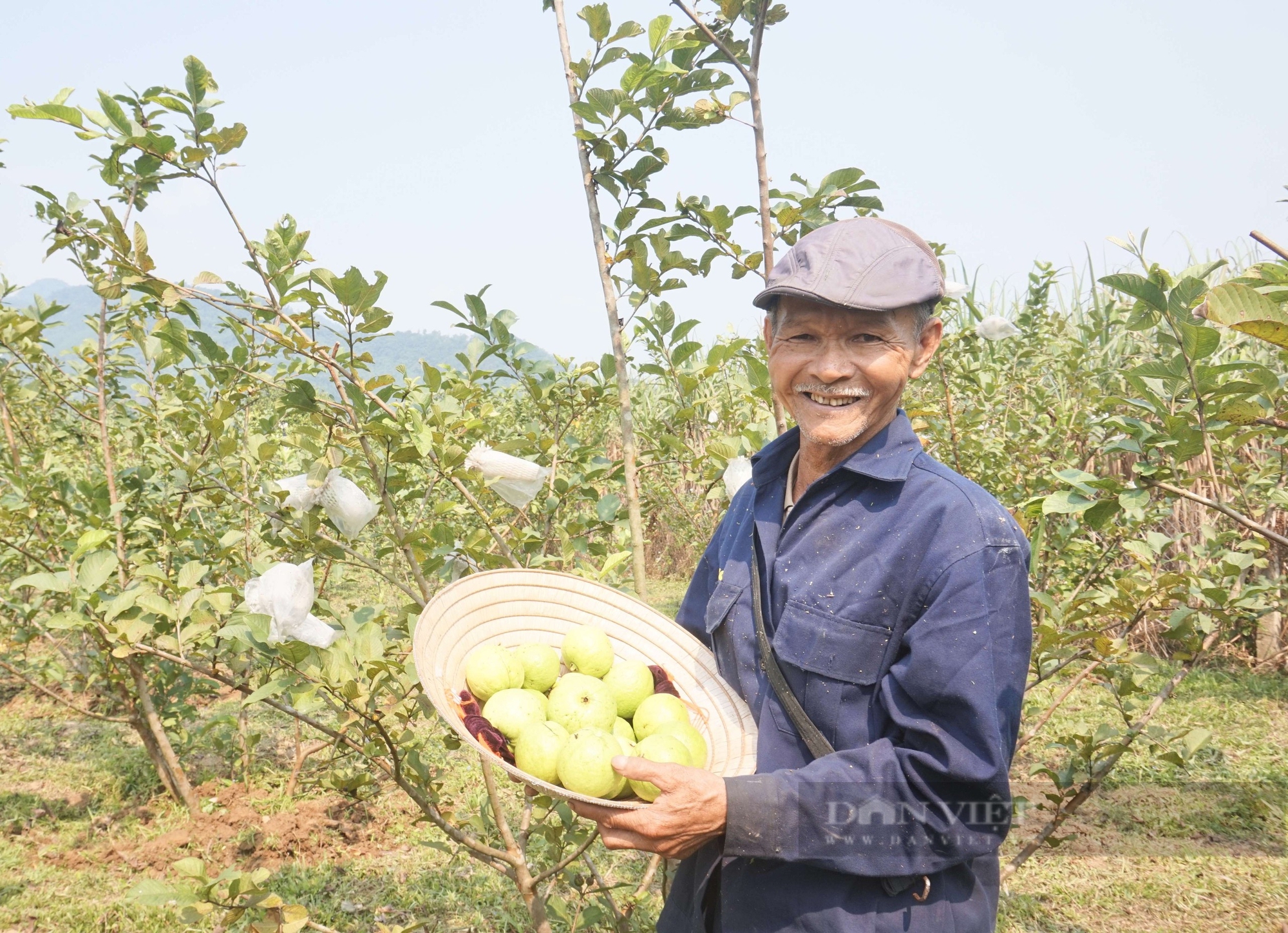 Trồng loại quả giòn ngọt, bán đắt hàng, một nông dân Đà Nẵng thu tiền quanh năm - Ảnh 1.