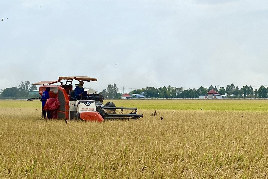 Đẩy mạnh cho vay sản xuất, kinh doanh lúa gạo - Ảnh 1