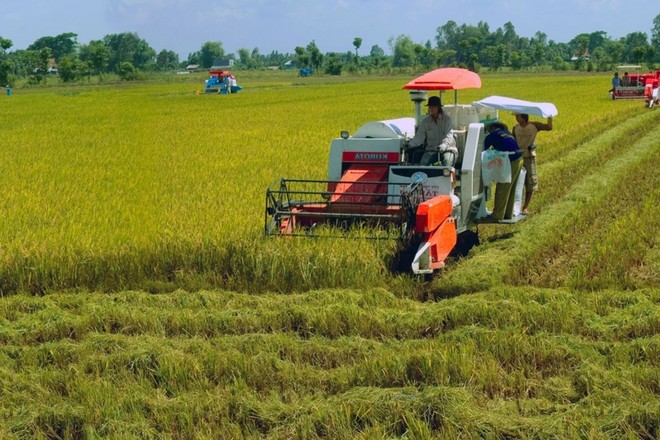 Giá gạo trong và ngoài nước đang có tín hiệu tích cực