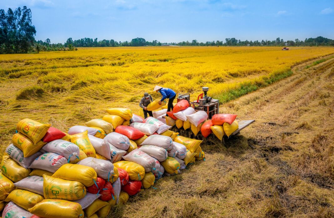 Giá gạo xuất khẩu tiếp tục tăng trong 2 tuần liên tiếp