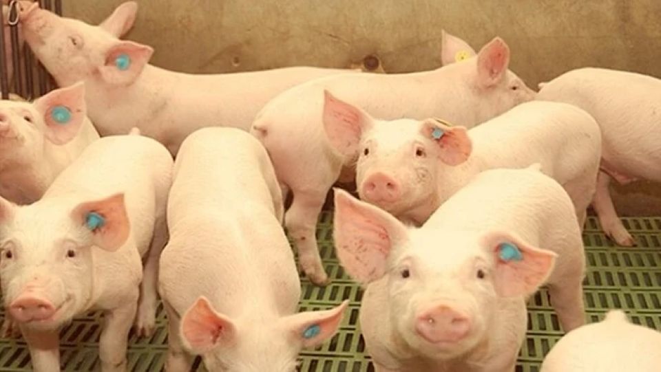 Giá heo ngày 28/3/2025: Tiếp tục giảm mạnh trên diện rộng