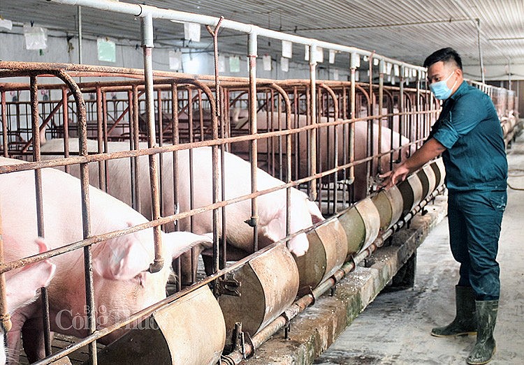 Giá heo hơi trung bình hôm nay ngày 29/3/2025 đứng ở mức 69.600 đồng/kg