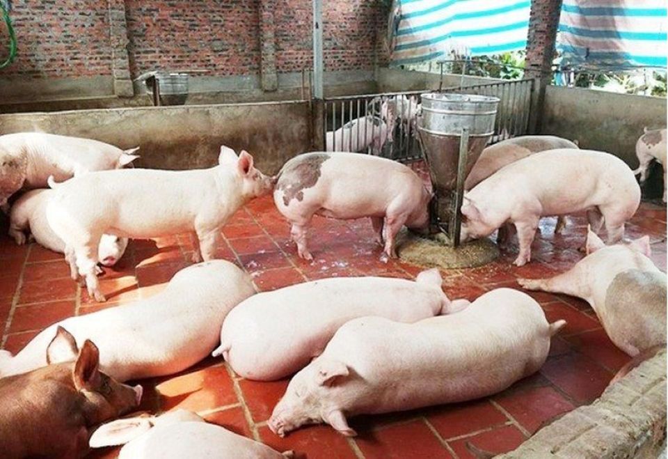 Giá heo hơi ngày 26/3/2025: Tiếp đà giảm, xuống dưới 70.000 đồng/kg