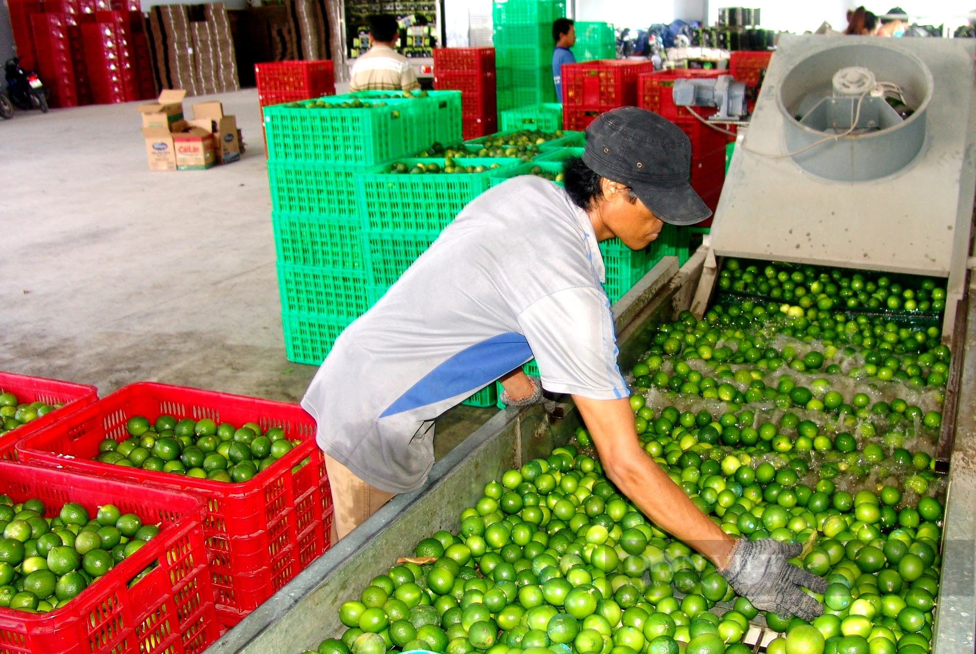 Giá chanh ở Long An bất ngờ tăng phi mã, nông dân lãi ròng hơn 120 triệu đồng mỗi ha  - Ảnh 1.