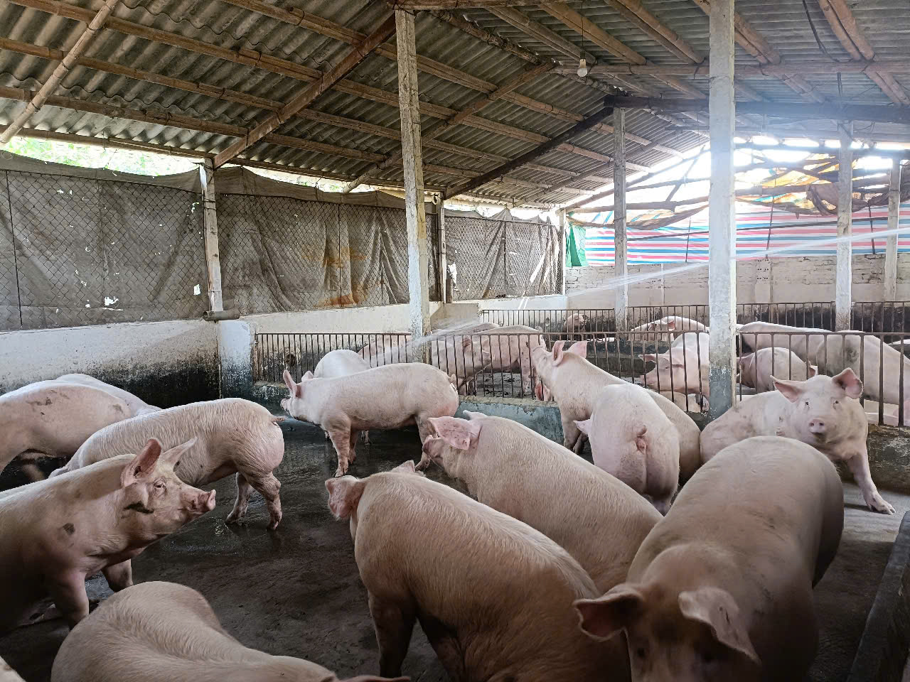 Giá lợn hơi ngày 29/3 tiếp tục giảm trên cả nước, Hà Nội, Bắc Giang, Hải Dương còn bao nhiêu lợn? - Ảnh 1.