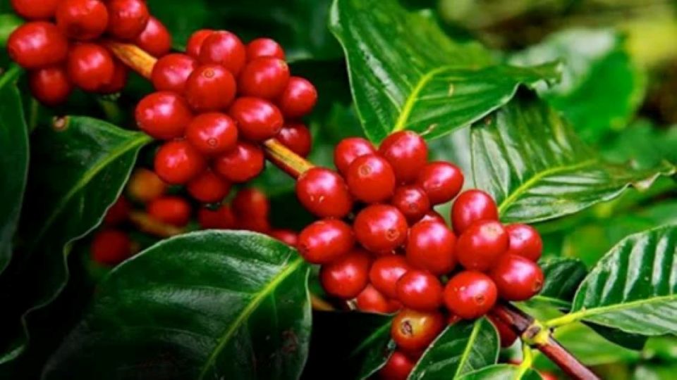 Giá nông sản ngày 28/3/2025: Cà phê bất ngờ giảm mạnh, hồ tiêu ổn định