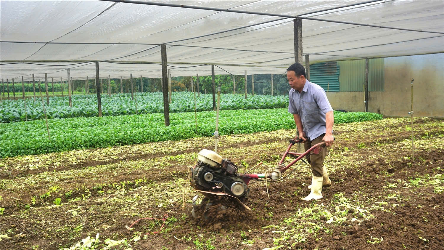 Mỗi năm từ trồng và bán rau giống, anh Việt thu về trên 700 triệu đồng Mỗi năm từ trồng và bán rau giống, anh Việt thu về trên 700 triệu đồng
