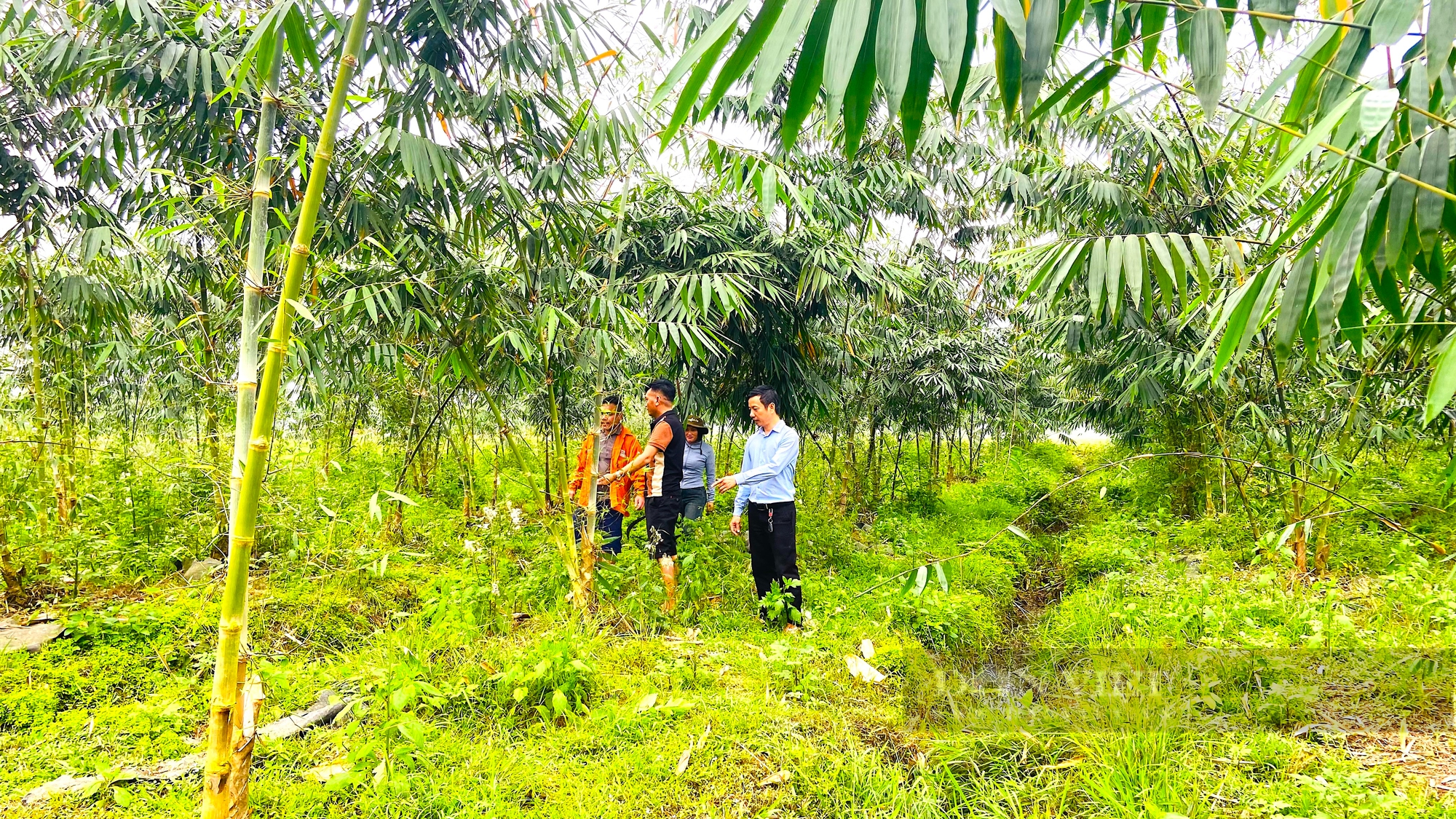 Nông dân Hà Tĩnh trồng “loại rau đặc biệt”, mọc nhọn hoắt từ dưới đất nhú lên, bán được tiền triệu - Ảnh 1.