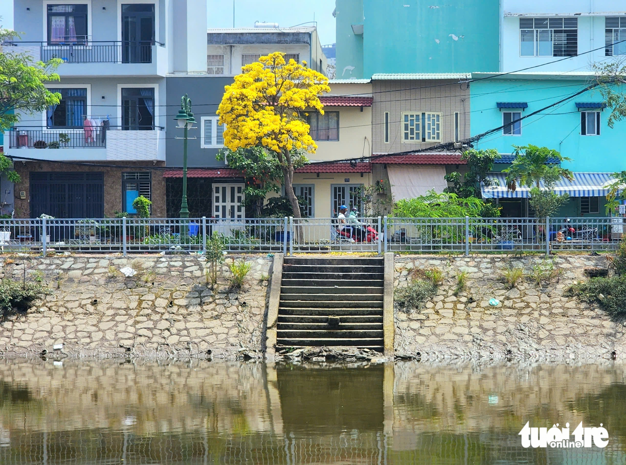 Hoa chuông vàng khoe sắc vàng rực bên kênh Tàu Hủ, quận 8 - Ảnh 1.