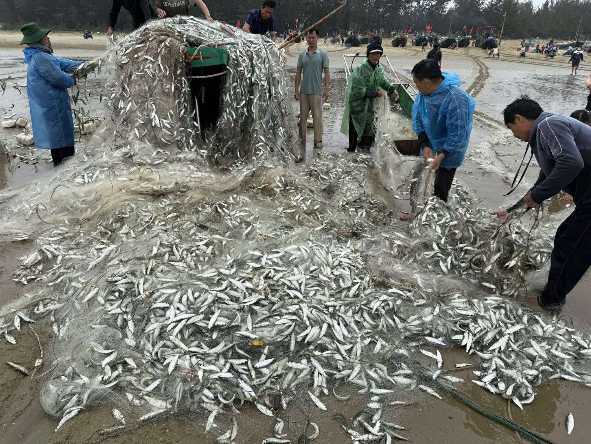 Hò nhau đưa chiếc thuyền lật nghiêng vào bờ sau khi trúng đậm mẻ cá trích gần 1,5 tấn - Ảnh 1.