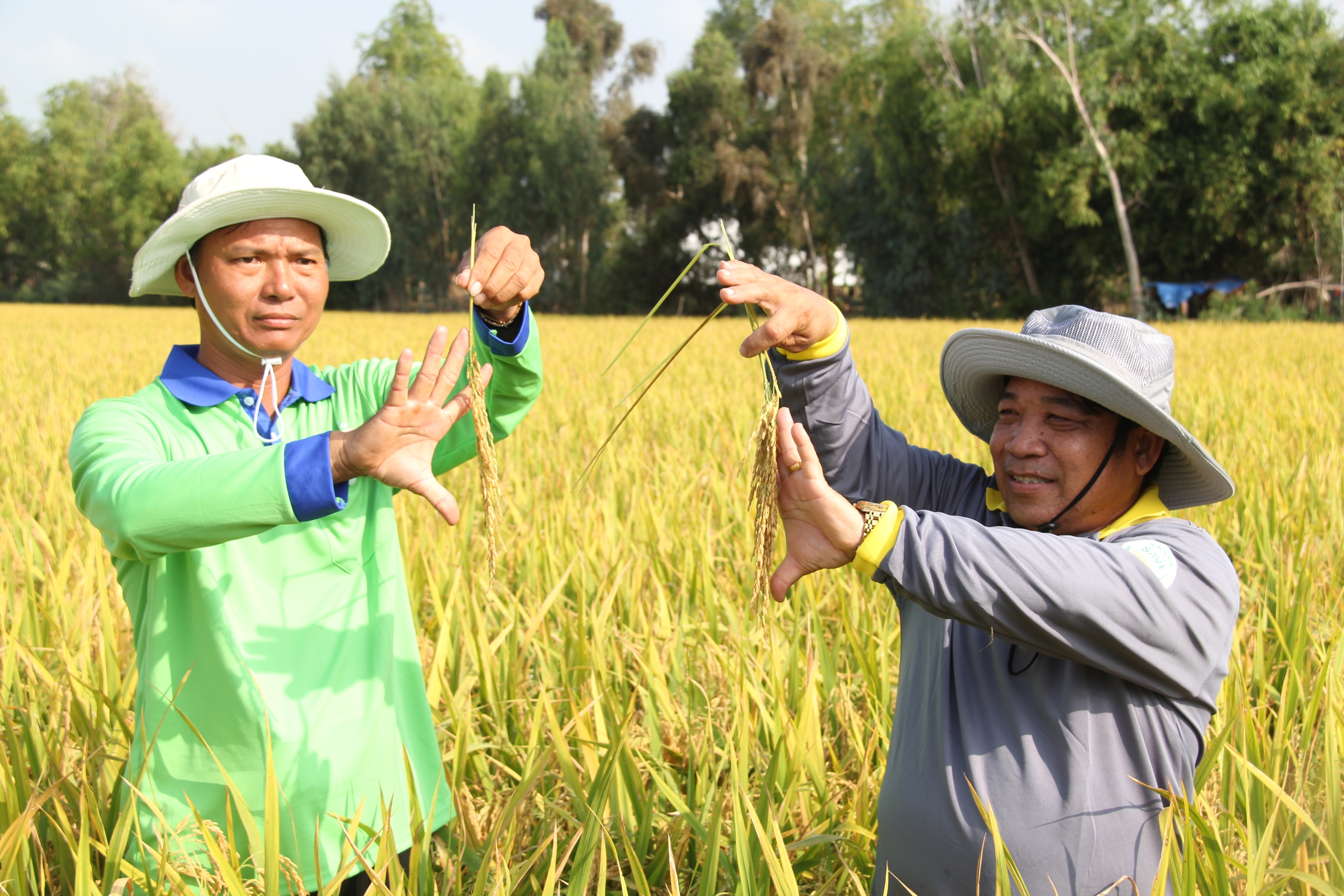 Kích giá lúa: Có nơi nông dân đạt lợi nhuận 50 triệu đồng/ha (Bài 1) - Ảnh 2.