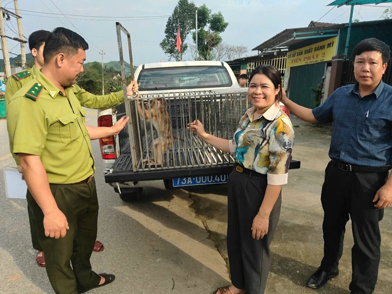 Quảng Bình: Người dân giao nộp Khỉ đuôi lợn, Khỉ vàng cho lực lượng chức năng chăm sóc - Ảnh 1.