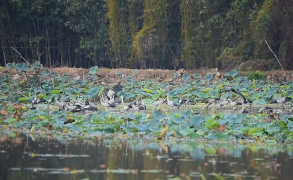 La liệt loài chim hoang dã to bự có tên trong sách Đỏ đang đậu, lội ruộng kiếm ăn ở một nơi tại Long An - Ảnh 2.