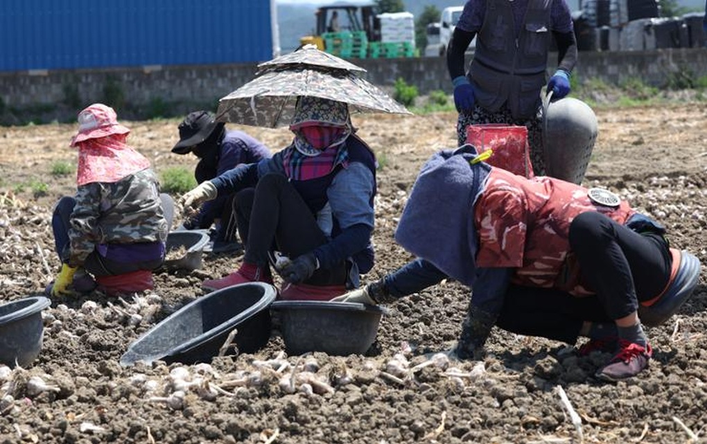 Lao động Việt tại Hàn Quốc chật vật xoay khi đồng won mất giá - 2 Lao động Việt tại Hàn Quốc chật vật xoay khi đồng won mất giá - 2