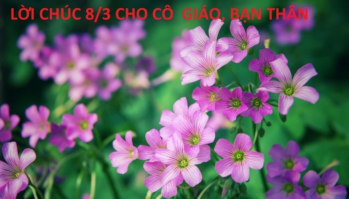 Đừng quên gửi đến những người phụ nữ thân yêu của bạn món quà nhỏ, lời chúc 8/3 ý nghĩa.
