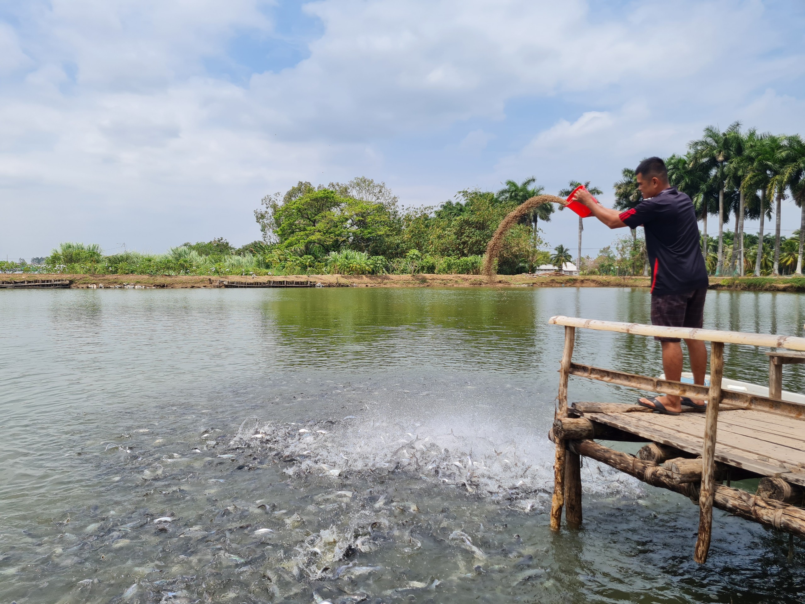 Cá tra Việt “bơi” khắp thị trường Đông Nam Á - Ảnh 1.