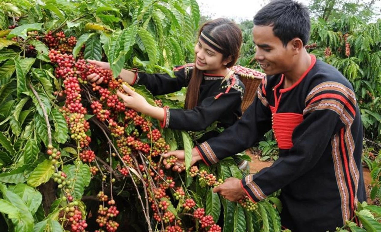 Giá cà phê và sầu riêng tăng cao đã đem lại kết quả tích cực, làm tăng thu nhập cho người dân, doanh nghiệp, góp phần đẩy mạnh phát triển nông nghiệp của tỉnh Đắk Lắk. (Nguồn: Vneconomy)