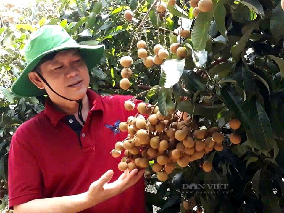 Ngán thu mua hàng trôi nổi, doanh nghiệp tự đi xây dựng vùng nguyên liệu trái cây xuất khẩu- Ảnh 1. Ngán thu mua hàng trôi nổi, doanh nghiệp tự đi xây dựng vùng nguyên liệu trái cây xuất khẩu- Ảnh 1.