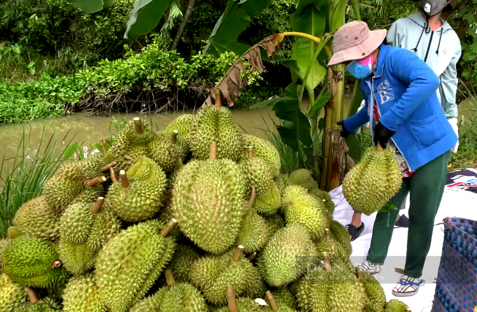 Ngán thu mua hàng trôi nổi, doanh nghiệp tự đi xây dựng vùng nguyên liệu trái cây xuất khẩu- Ảnh 3. Ngán thu mua hàng trôi nổi, doanh nghiệp tự đi xây dựng vùng nguyên liệu trái cây xuất khẩu- Ảnh 3.