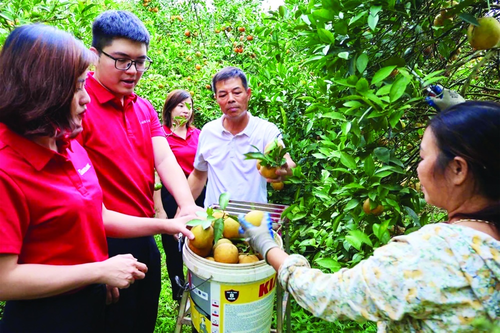 Vựa cam chín mọng giúp người dân Cao Phong đổi đời