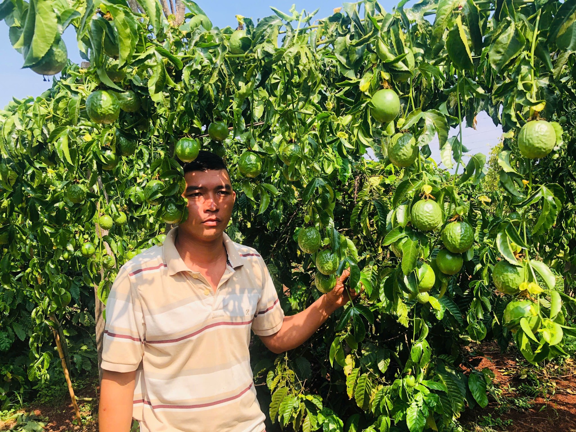 Người đàn ông ứa nước mắt thấy cả vườn chanh dây sắp thu hoạch bị chặt đứt gốc ảnh 1