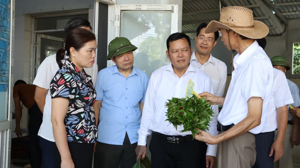 Hợp tác xã Rau quả sạch Chúc Sơn (huyện Chương Mỹ) là đơn vị điển hình của Hà Nội trong sản xuất, tiêu thụ rau an toàn. Ảnh: Ngọc Ánh