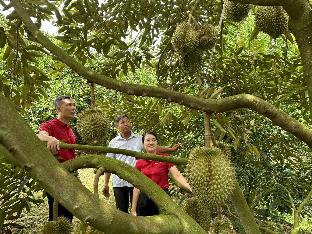 Tỉnh Phú Yên yêu cầu các cơ quan, đơn vị đẩy nhanh tiến độ thực hiện các Chương trình MTQG để nâng cao đời sống cho người dân