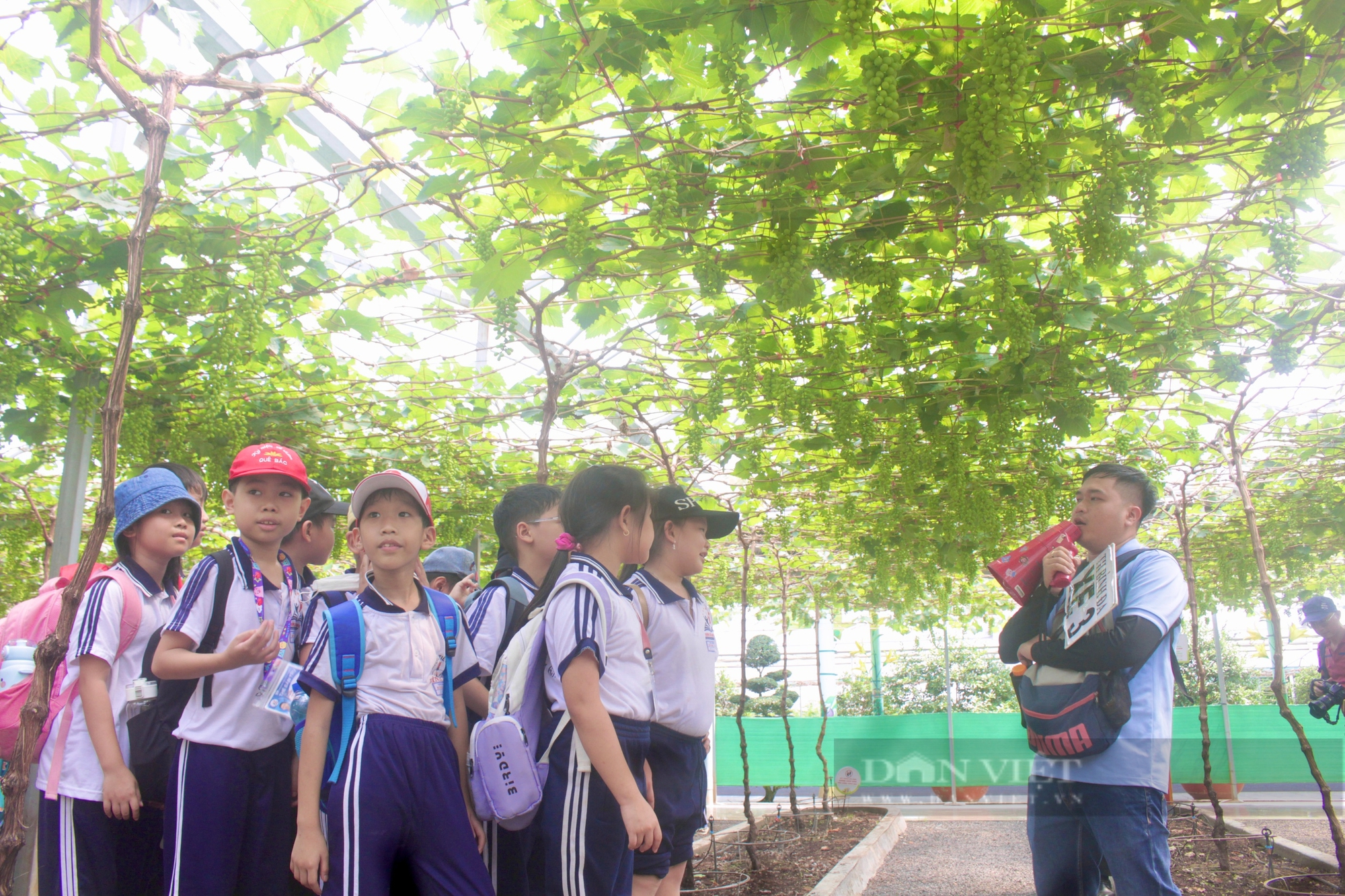 Trải nghiệm vườn trái cây rộng 5ha giữa Sài Gòn, khách thích thú được ăn hồng, vú sữa lạ - Ảnh 1.